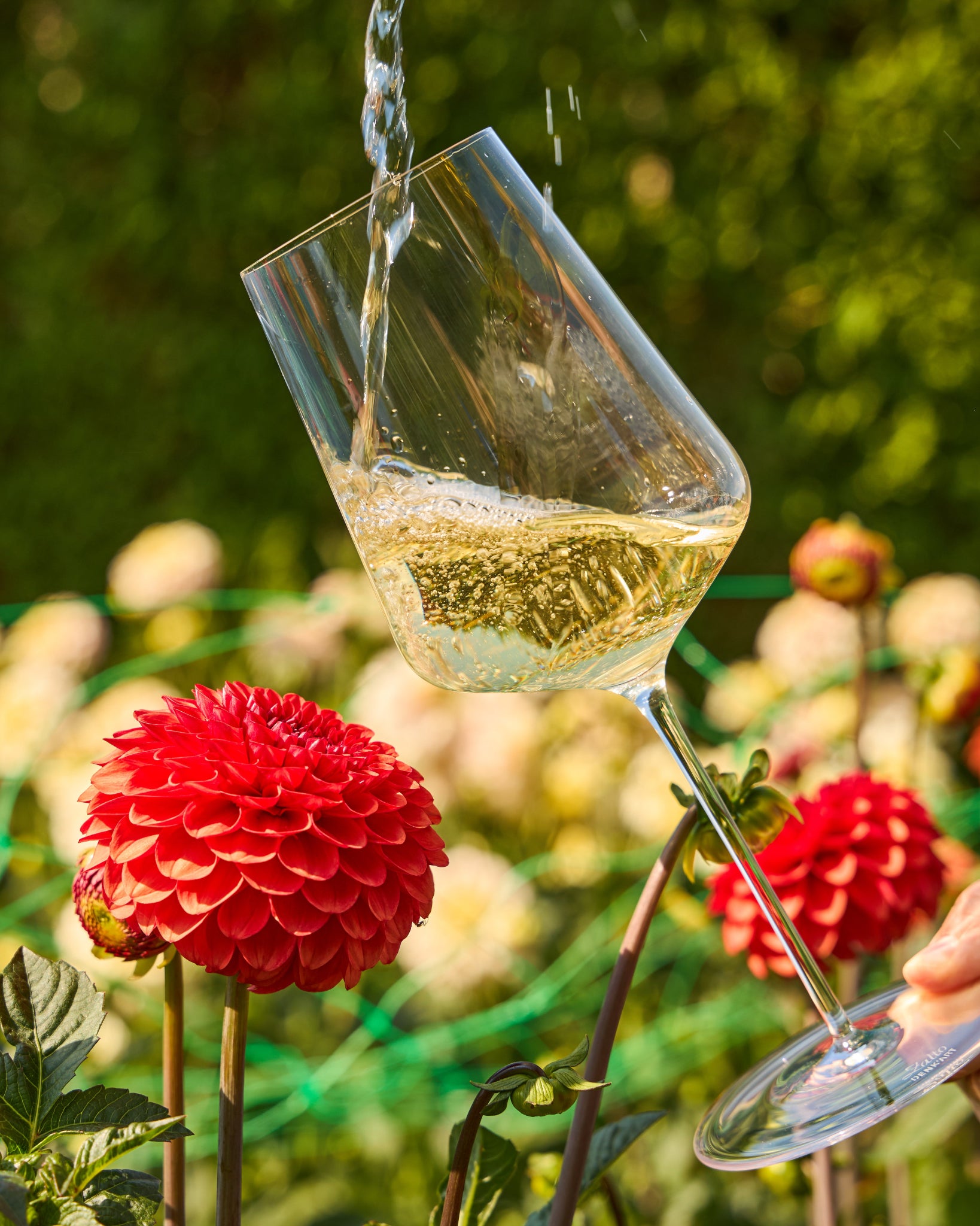 A clear Zalto Universal wine glass with a curved bowl and stem, partially filled with pale golden liquid and suspended in mid-air as water pours into it. The glass is photographed outdoors among green foliage and bright red flowers.